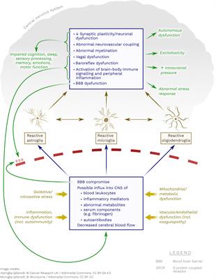 The Pathobiology of Myalgic Encephalomyelitis/Chronic Fatigue Syndrome: The Case for Neuroglial Failure